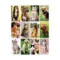 Calendario Personalizzato Cani E Gatti Mesi